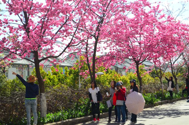 Students and tourists can't resist taking photos with Cherry blossoms!
