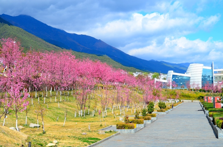 Cherry trees on Dali University campus with Art College and mountains in the background.