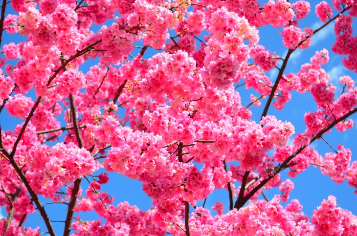 Cherry blossoms on Dali University campus