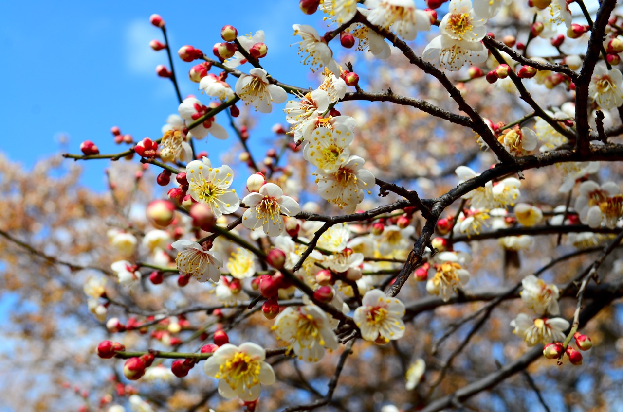 OrchardBlossoms